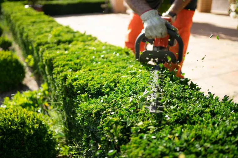 Entretien régulier de jardin avec taille de haie, Toulon, Ange Waeldo